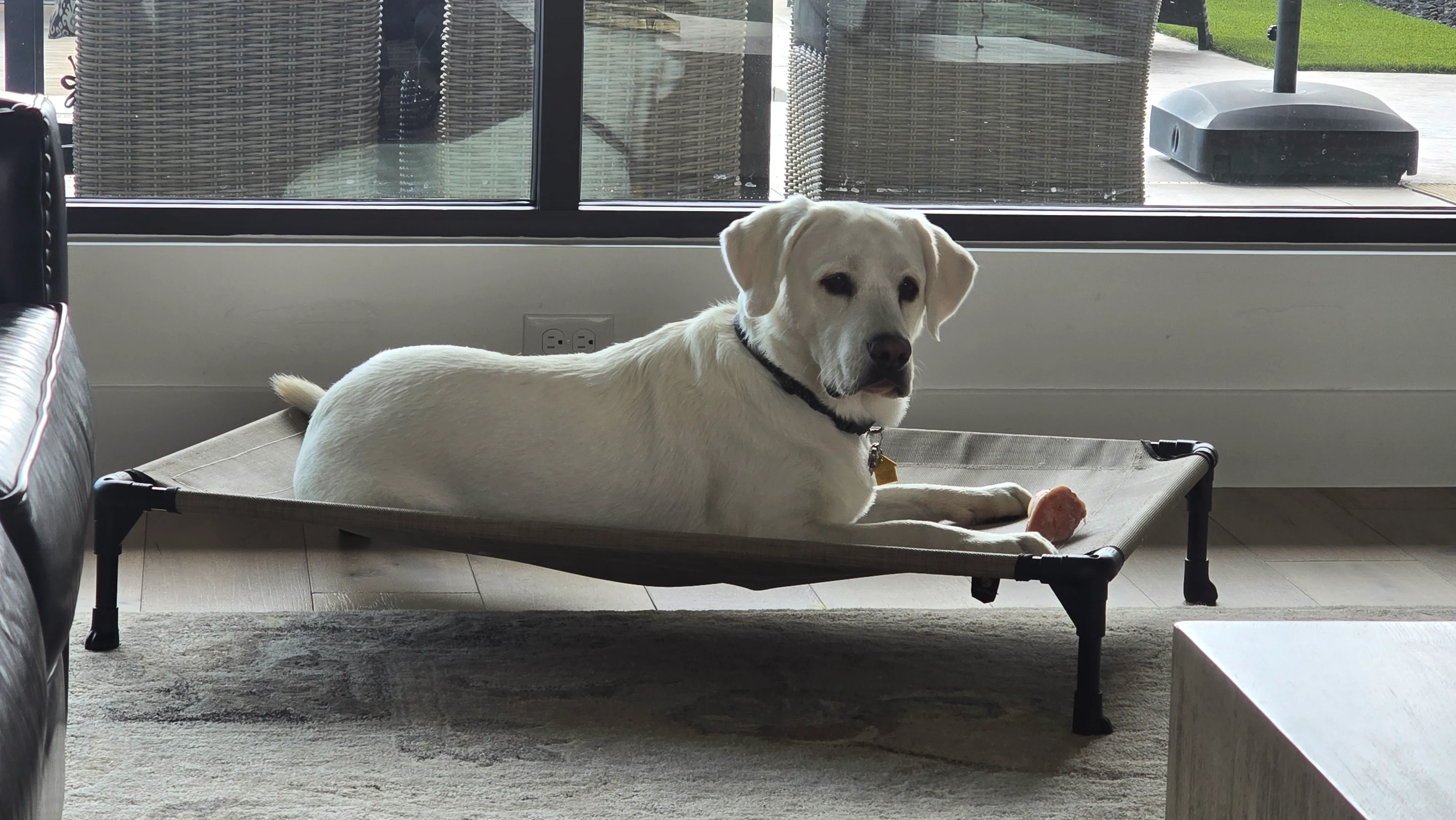 A relaxed dog resting comfortably at home while cleaning is underway