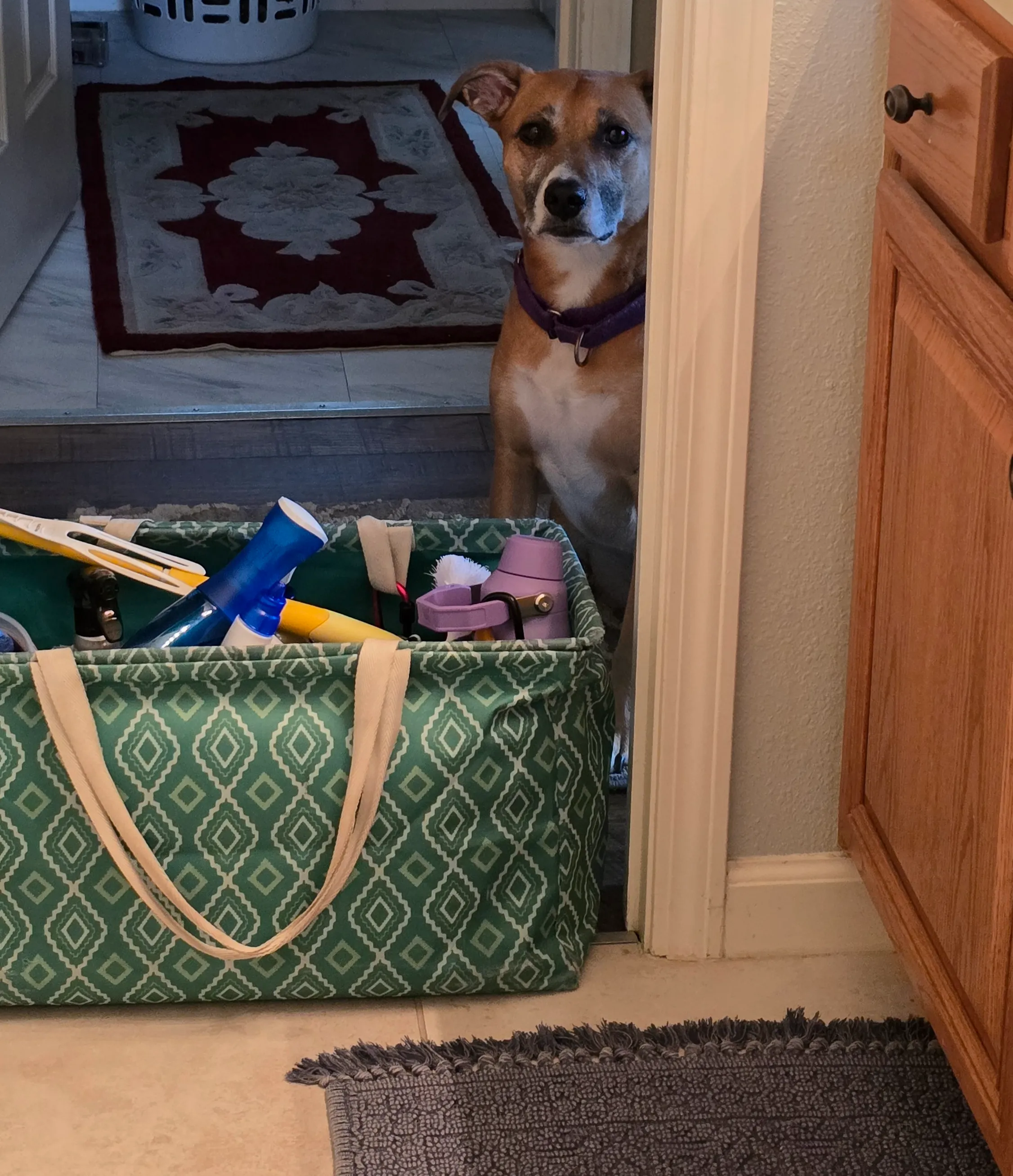 Xena peeking around a doorway while following a cleaner from room to room